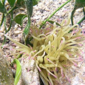 Anemoni.JPG