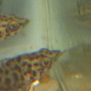 Ctenopoma_010.jpg