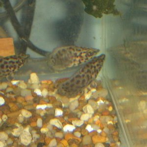 Ctenopoma_011.jpg