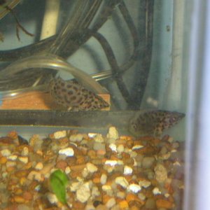 Ctenopoma_019.jpg
