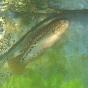Ctenopoma_025.jpg
