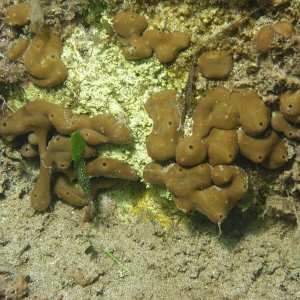 Sea_squirt.JPG