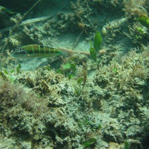 wrasse.JPG
