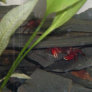 2crabs01.jpg