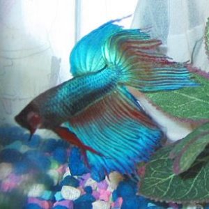 betta4.jpg