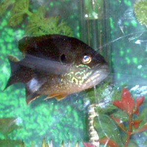 fish2.JPG