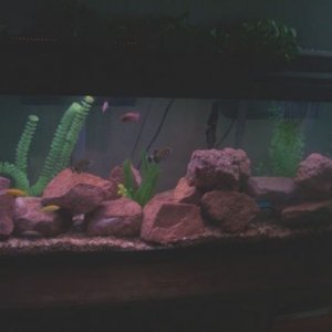 cichlids.JPG