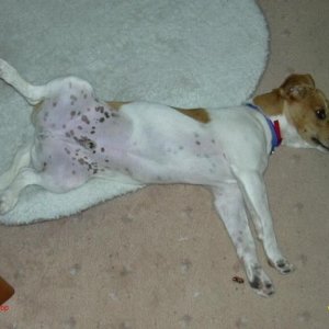 DogHotDay.jpg