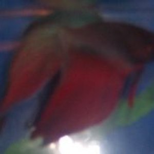 harold2.jpg