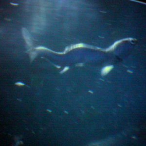 dragon_anchovi.jpg
