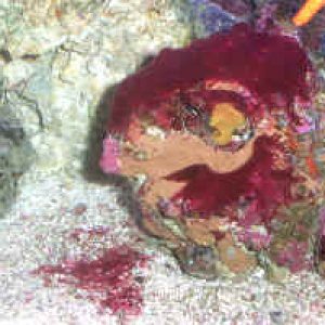 RedAlgae.jpg