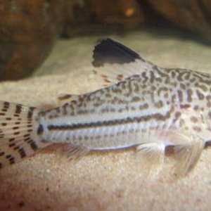 triliniatus.jpg