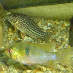 Corydoras_haraldschultzi.JPG