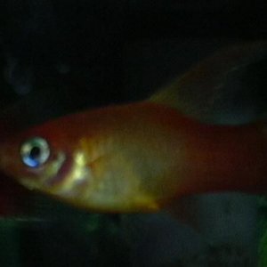 HighFinPlaty.jpg