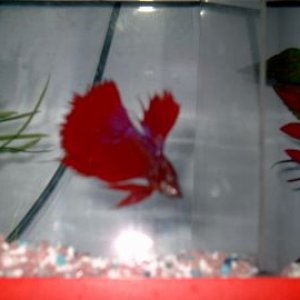 red1.jpg