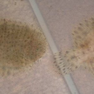 flounders.jpg