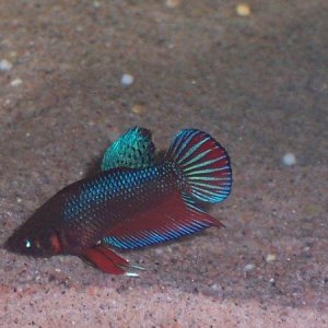 bettadec620042.JPG