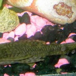 fish_001.jpg