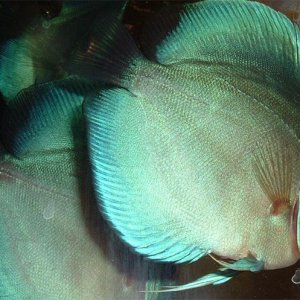 discus1.jpg