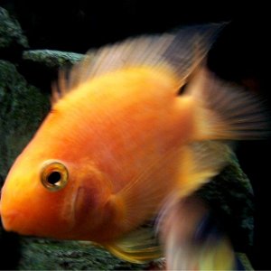 orange.jpg