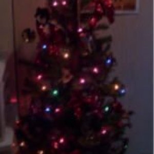 xmastree2.jpg