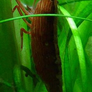 shrimpfeed2.JPG