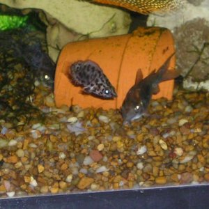 ctenopoma2_020.jpg