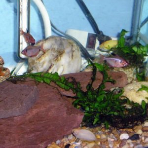 ctenopoma2_009__2_.jpg