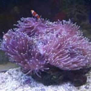 My_fish_.046.jpg