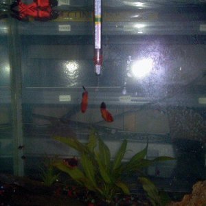 tank1.jpg