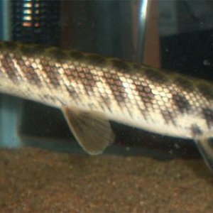 florida_gar.jpg