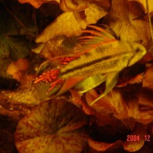 apisto_caca.JPG