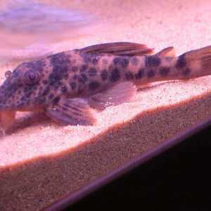 DSCN4054.JPG
