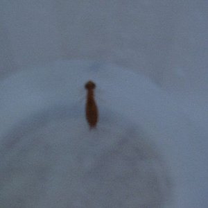 creepy_critter.jpg