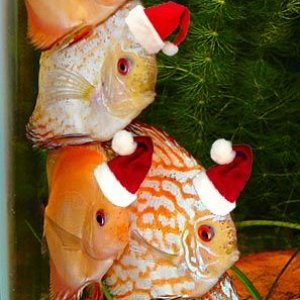 xmasdiscus.jpg