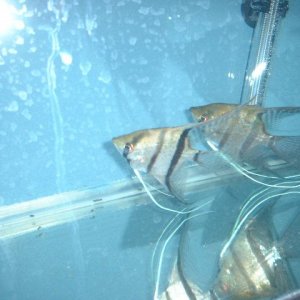 DSCF0639.JPG