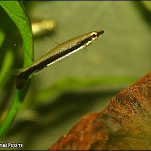 Nannostomus_unifasciatus.jpg