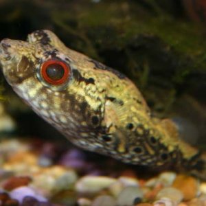 Palembang_puffer_1.jpg