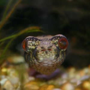 puffer_4.jpg
