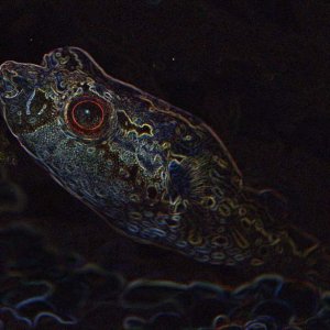 Palembang_puffer_odd.jpg