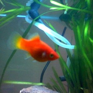 fish_pictures5.jpg