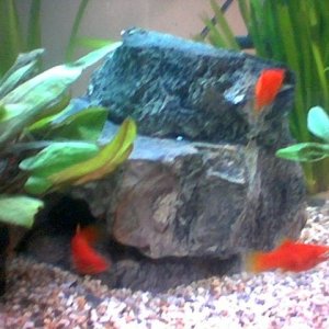 fish_pictures6.jpg