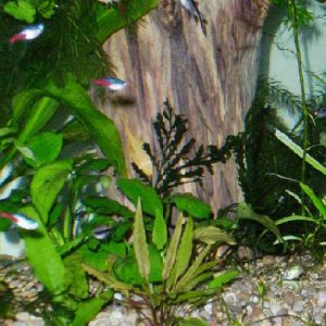 bolbitis__crypts__anubias_and_neon_cropped.jpg