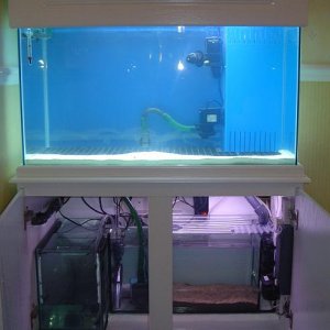 Fish_tank_photo_s_4.JPG