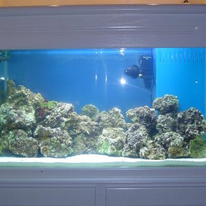 Fish_tank_photo_s_6.JPG