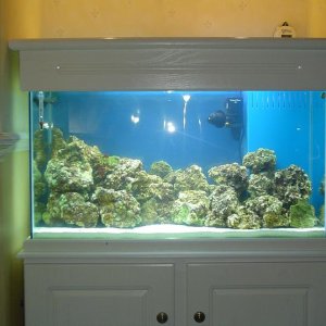 Fish_tank_photo_s_8.JPG