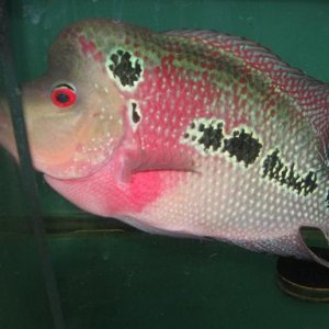 decperek7.JPG