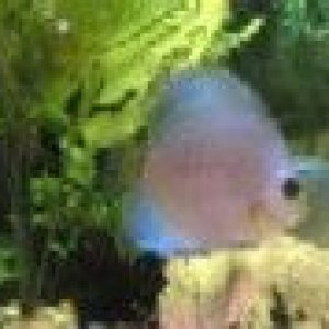 Discus.jpg