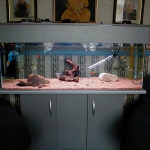fish.jpg