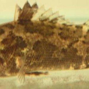 leaffishlight.jpg